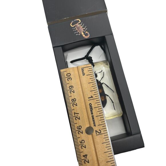 Blister Beetle Resin Pendant Necklace on Cord New in Box Goth Academia Science - Picture 4 of 13